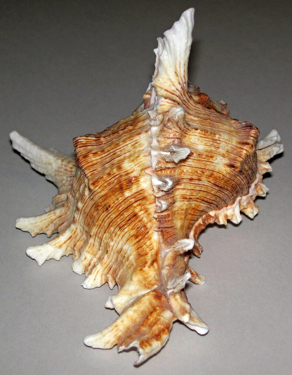 Large brown and white shell on a gray background